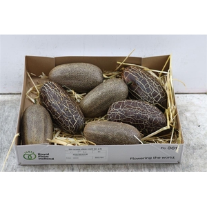 Sier Cucumis Sikkim Fruit Holl P Box