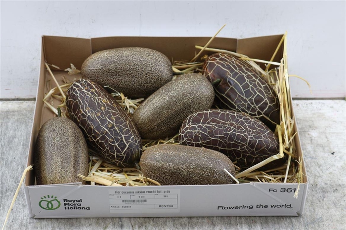 <h4>Sier Cucumis Sikkim Fruit Holl P Box</h4>