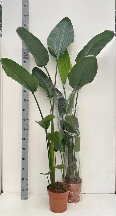 <h4>STRELITZIA NICOLAI</h4>