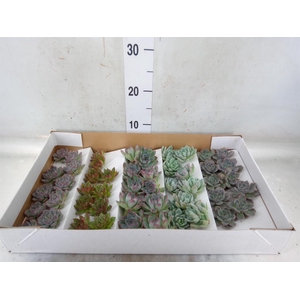Echeveria   ...mix