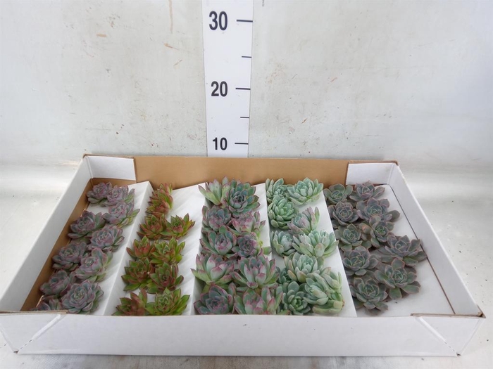 <h4>Echeveria   ...mix</h4>