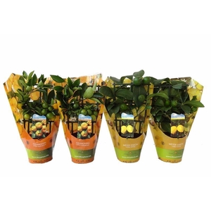 Citrus Mix-Tray 2 Var. trellis in sleeve