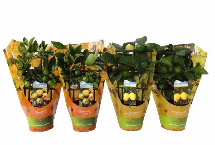 <h4>Citrus Mix-Tray 2 Var. trellis in sleeve</h4>