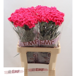 DI ST CHERRY DAMASCUS