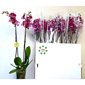PHAL OV