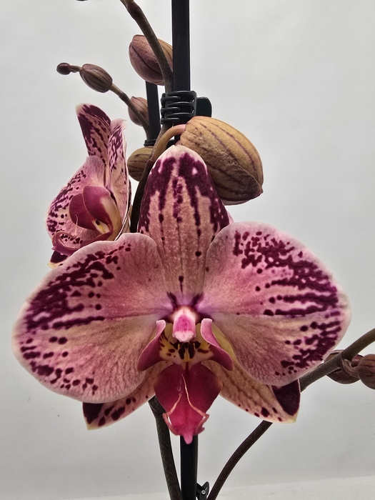 <h4>Limited 47 week 18</h4>