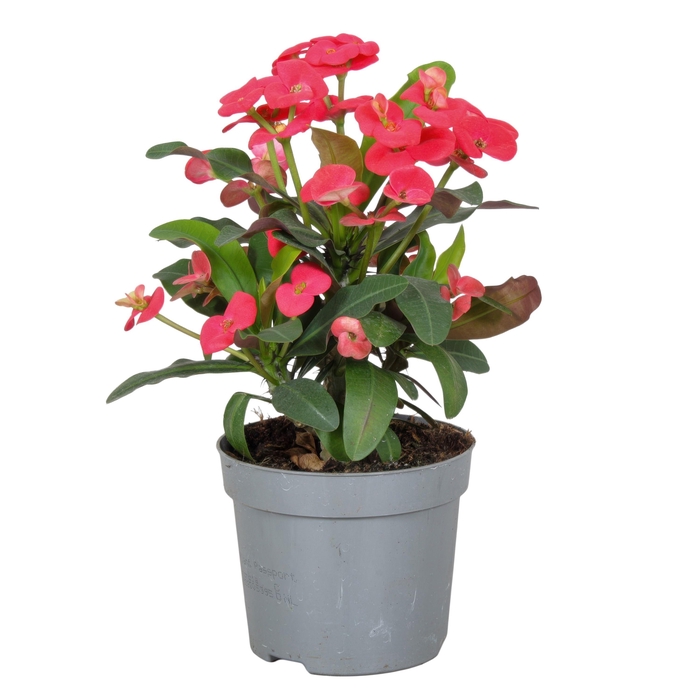 EUPHOR MI MAXI OLYMP