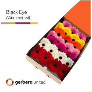 Gerbera Mix Zwart Hart Doos