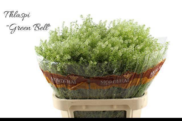 <h4>LEP RU GREEN BELL</h4>