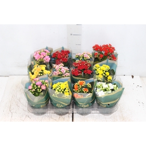 KALANCHOE DOBRADO MINI P09
