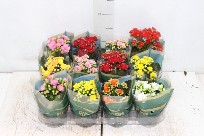 <h4>KALANCHOE DOBRADO MINI P09</h4>