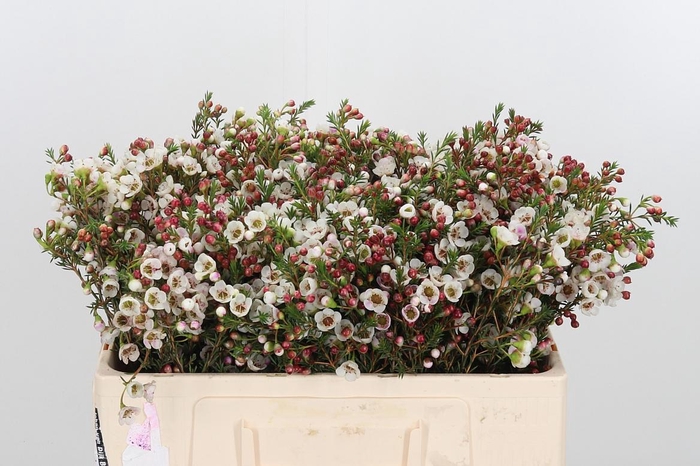 <h4>Chame Un White Lion</h4>