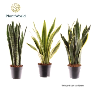 Sansevieria mix
