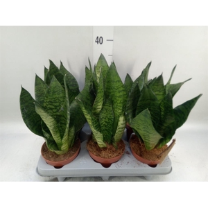 Sansevieria zeylanica