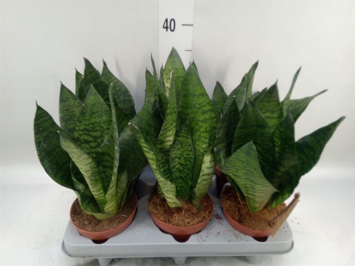 <h4>Sansevieria zeylanica</h4>