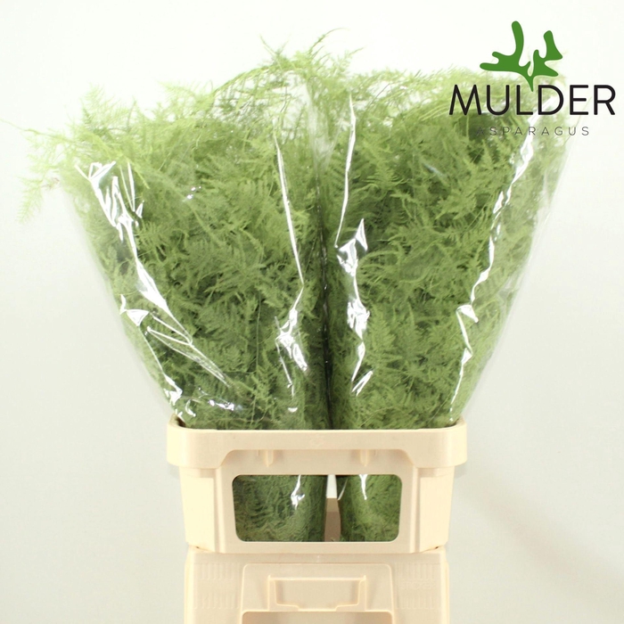 <h4>Asparagus DYED Green Mint</h4>