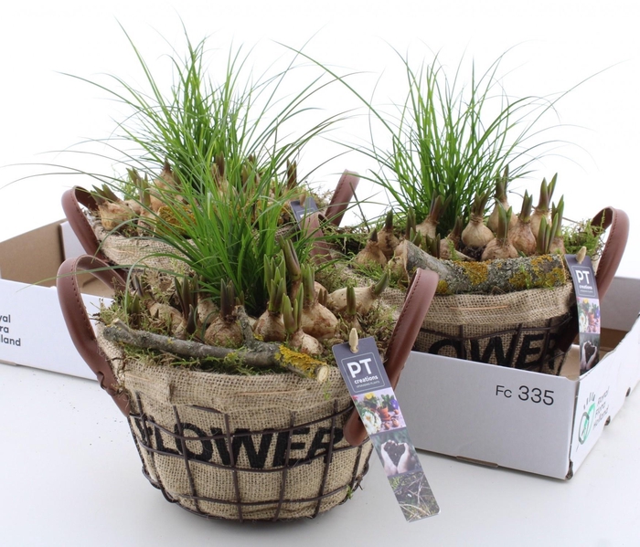 <h4>ARR PL IN SCHAAL</h4>