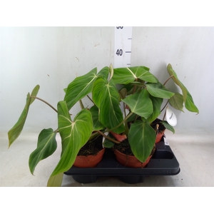 Philodendron   ...