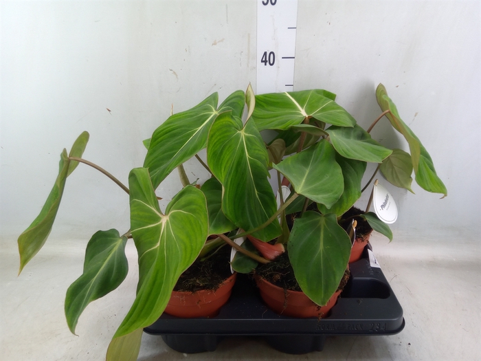 <h4>Philodendron   ...</h4>