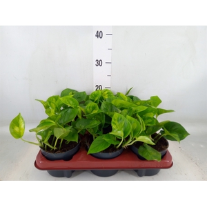 Epipremnum pinn. 'Global Green'
