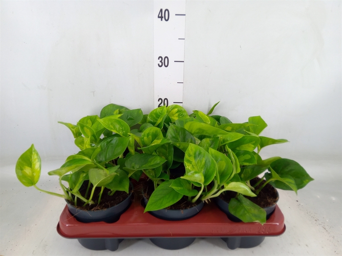 <h4>Epipremnum pinn. 'Global Green'</h4>
