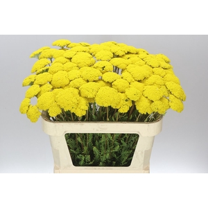 Achillea Parkers Variety