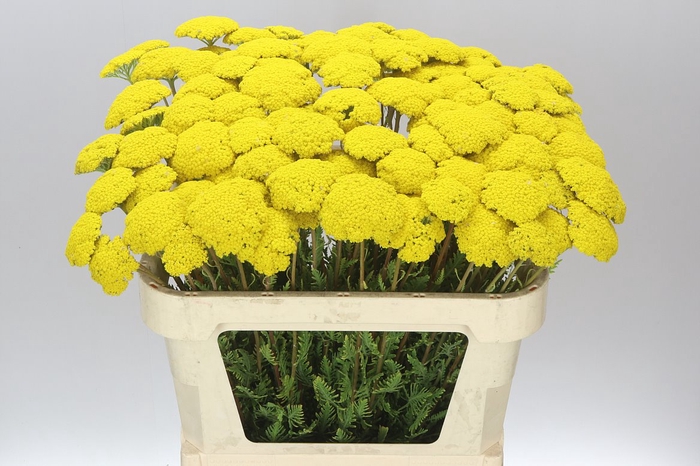 <h4>Achillea Parkers Variety</h4>