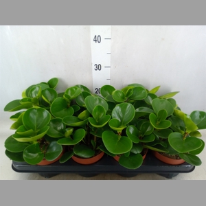 Peperomia obt. 'Green Gold'
