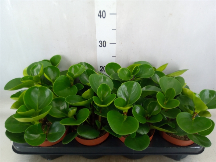 <h4>Peperomia obt. 'Green Gold'</h4>