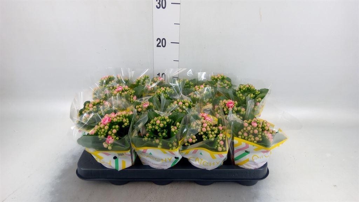 <h4>Kalanchoe blos. 'Calandiva Weaver'</h4>