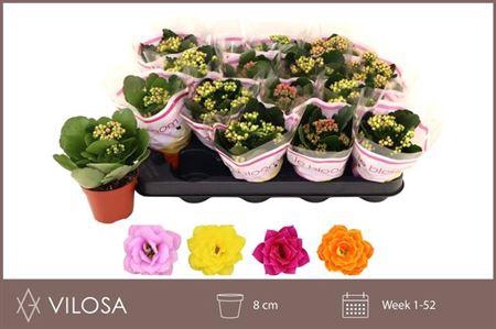 <h4>Kal Ge Gem 4 Kl</h4>