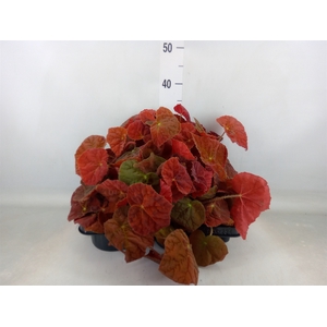 Begonia BD   ...