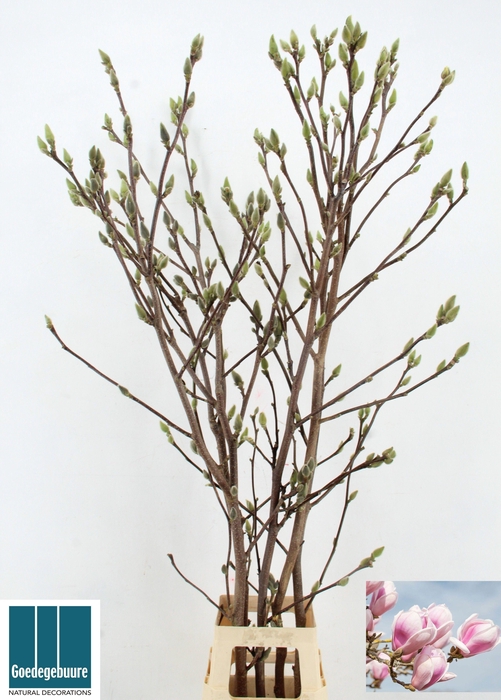 <h4>MAGNOLIA OV</h4>