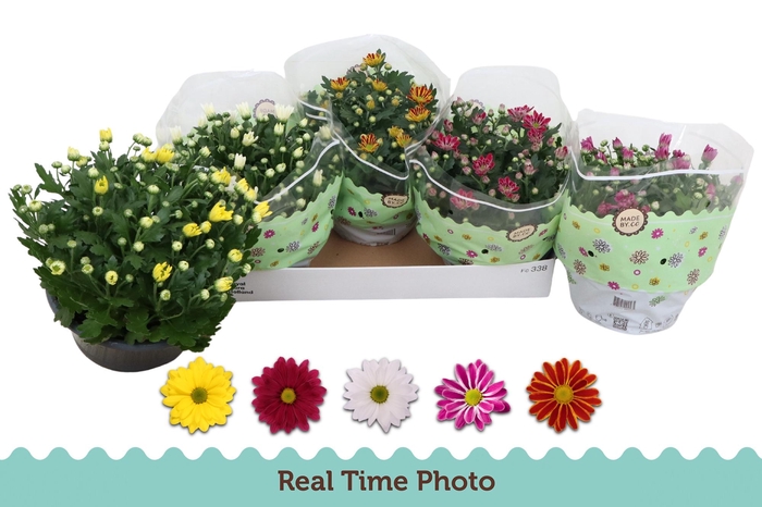 <h4>CHRYS GEM 5 KL</h4>