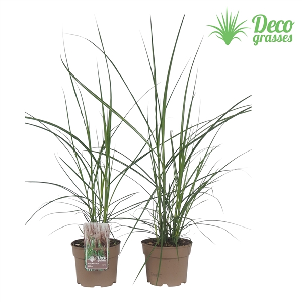 <h4>Miscanthus sinensis 'Malepartus'</h4>