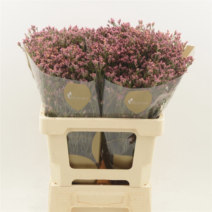 <h4>Limonium Sinense Max Diamond</h4>