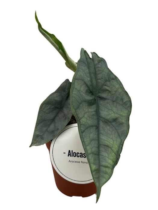 <h4>Alocasia   ...</h4>