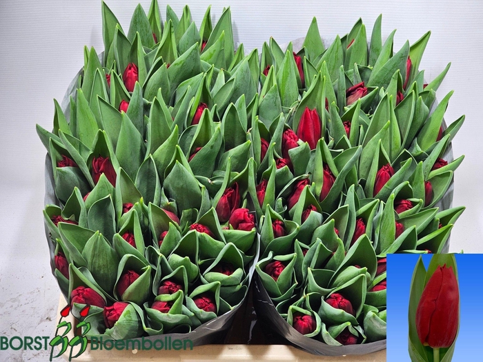 <h4>TU EN DYNAMO</h4>