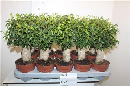 <h4>Fic Be Natasja+jute</h4>