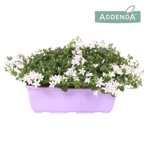 Campanula Ambella® White in Balkonbak