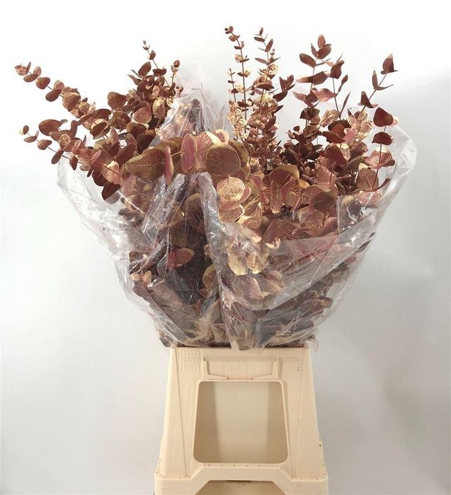 <h4>Euca Cinerea Old Red</h4>