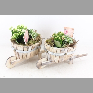 arr2 TD - Hout ton kruiwagen - roze/wit