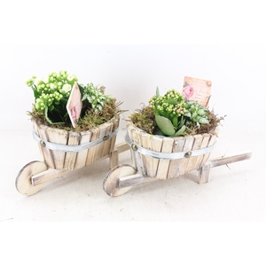 arr2 TD - Hout ton kruiwagen - roze/wit