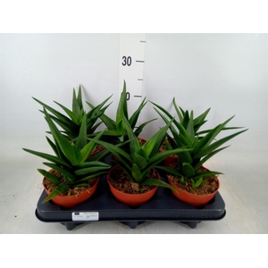 Haworthia pumila 'West Jogoo'