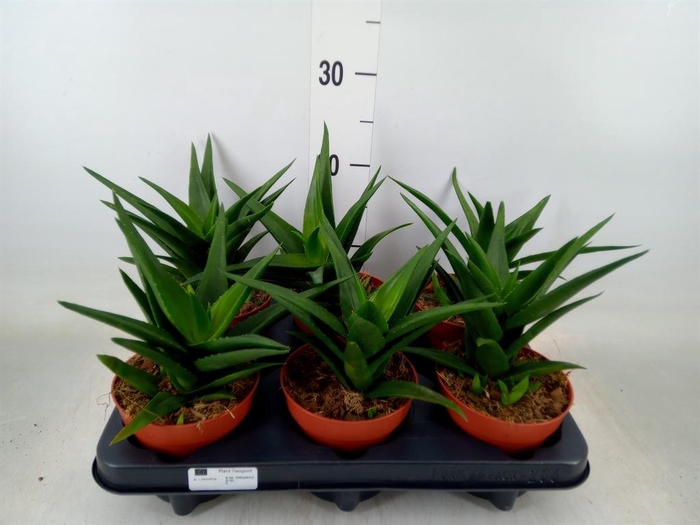 <h4>Haworthia pumila 'West Jogoo'</h4>