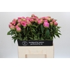 Paeonia Jacorma