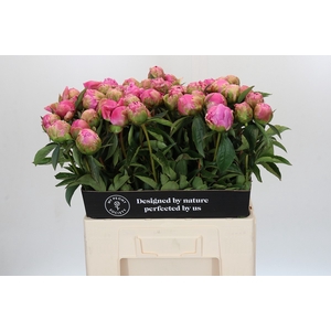 Paeonia Jacorma