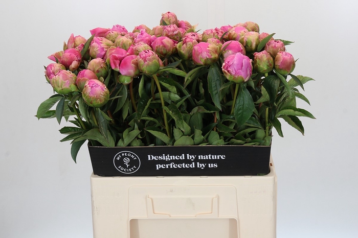 <h4>Paeonia Jacorma</h4>
