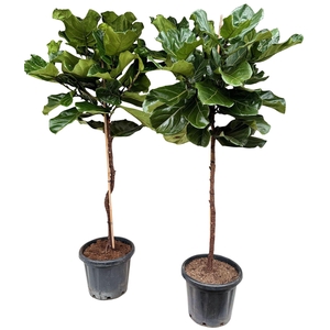 Ficus lyrata