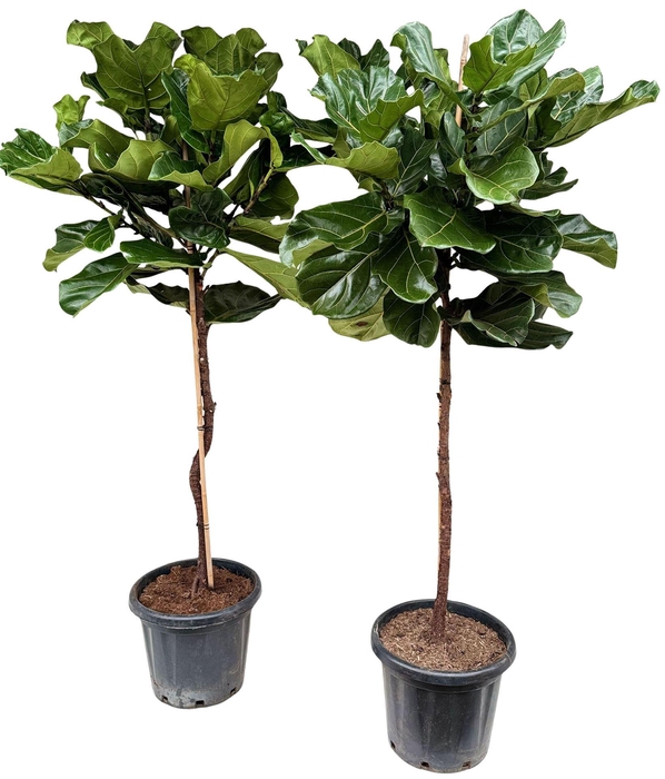 <h4>Ficus lyrata</h4>